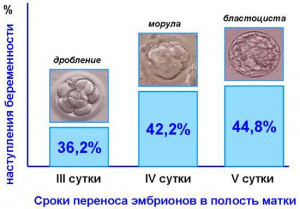 Изображение 2: Поздняя имплантация эмбриона при ЭКО - ЭКО-блог