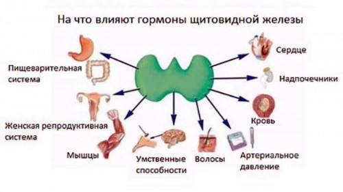 Изображение 4: Женские половые гормоны - ЭКО-блог