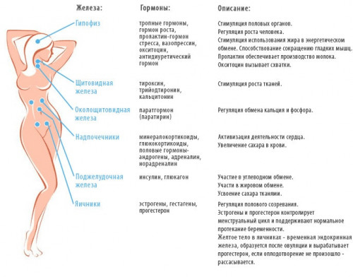 Изображение 1: Женские половые гормоны - ЭКО-блог
