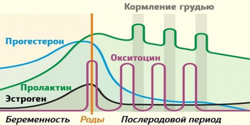 Изображение 3: Женские половые гормоны - ЭКО-блог