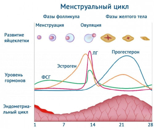 Изображение 2: Женские половые гормоны - ЭКО-блог