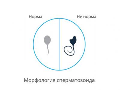 Изображение: Морфология сперматозоидов по Крюгеру - ЭКО-блог