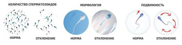 Изображение 2: Расшифровка спермограммы - ЭКО-блог
