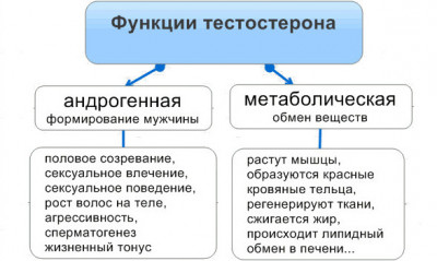 Изображение 1: Свободный тестостерон - ЭКО-блог