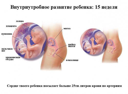 Изображение 3: 5 месяц беременности
