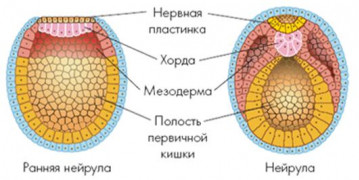 Изображение 3: Развитие плода на 2 месяце беременности