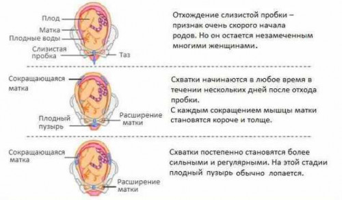 Изображение 4: Когда рожать, если опустился живот - ЭКО-блог