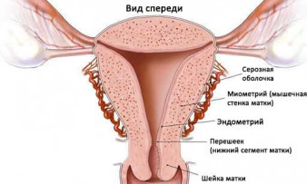 Изображение 1: Гипоплазия матки и планирование беременности - ЭКО-блог