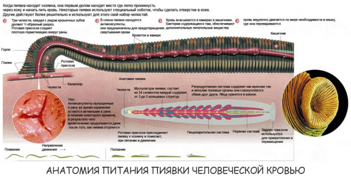 Изображение 1: Применение пиявок при бесплодии - ЭКО-блог