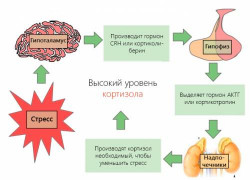 Изображение 4: Гормональный фон при бесплодии - ЭКО-блог