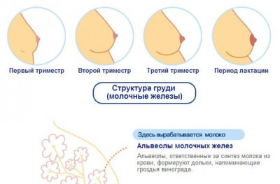 Изображение 2: Когда начинает болеть грудь при беременности - ЭКО-блог