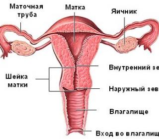 Изображение 1: Шейка матки при беременности - ЭКО-блог