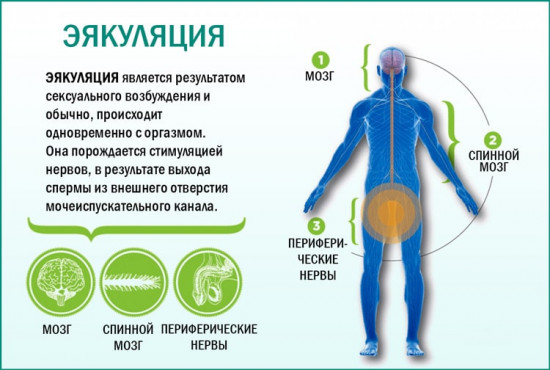 Изображение 1: Преждевременная эякуляция у мужчин - ЭКО-блог