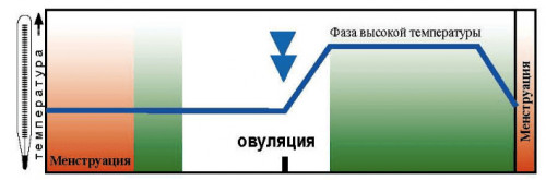 Изображение 3: Симпто термальный метод определения плодности - ЭКО-блог