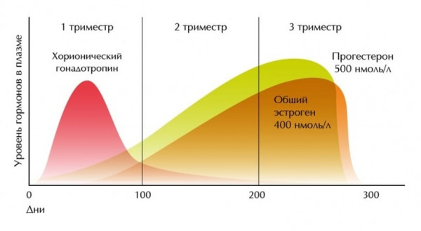 Изображение 2: Обморок во время беременности - ЭКО-блог