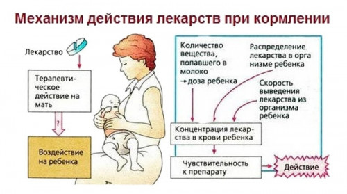 Изображение 3: Кормить ли, если я заболела? - ЭКО-блог