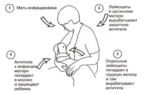 Изображение 2: Кормить ли, если я заболела? - ЭКО-блог