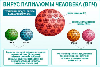 Изображение 1: Вирус папилломы у женщин - ЭКО-блог