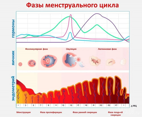 Изображение 2: Дюфастон при беременности – зачем нужен на ранних сроках? – что это такое в гинекологии - ЭКО-блог