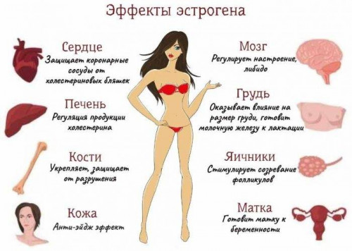 Изображение 1: Избыток или недостаток женского гормона эстрогена – какие нормы – что это такое в гинекологии - ЭКО-блог