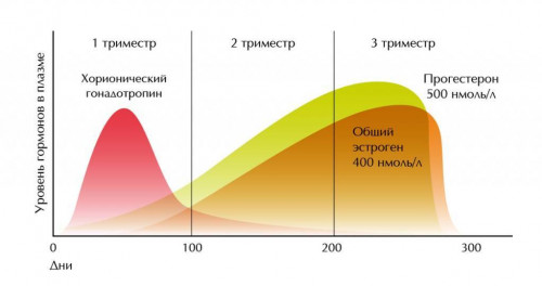 Изображение 2: Избыток или недостаток женского гормона эстрогена – какие нормы – что это такое в гинекологии - ЭКО-блог