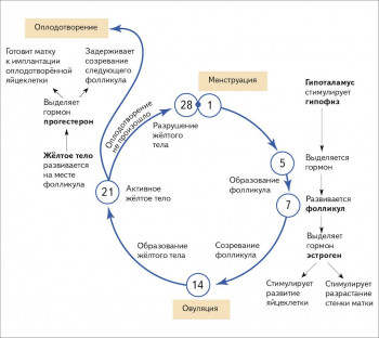 Изображение 5: Вероятность забеременеть во время месячных - ЭКО-блог