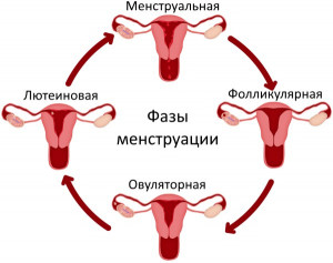 Изображение 2: Вероятность забеременеть во время месячных - ЭКО-блог