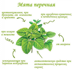 Изображение 1: Подробно о полезных и вредных свойствах мяты для организма мужчины - ЭКО-блог