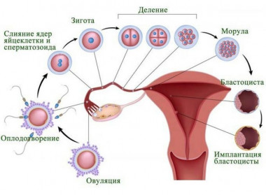 Изображение 3: Созревание сперматозоидов и оплодотворение - ЭКО-блог