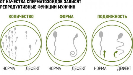 Изображение 2: Созревание сперматозоидов и оплодотворение - ЭКО-блог