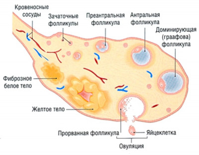 Изображение : Что такое доминантный фолликул - ЭКО-блог