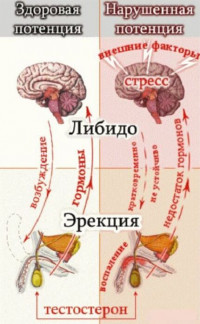 Изображение 1: Что может ослаблять мужскую силу - ЭКО-блог