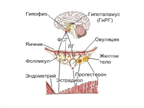 Изображение 1: Дисфункция яичников - ЭКО-блог