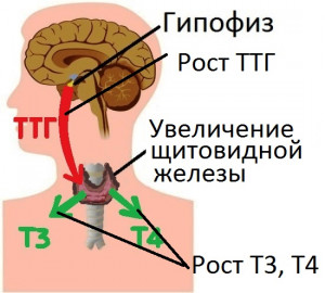 Изображение 3: Тиреотропный гормон повышен - ЭКО-блог