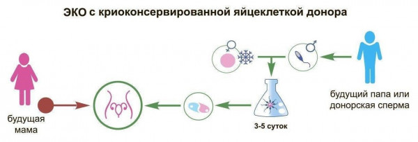 Изображение 4: Криоконсервация ооцитов - ЭКО-блог