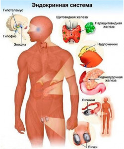 Изображение 1: Эндокринология - ЭКО-блог