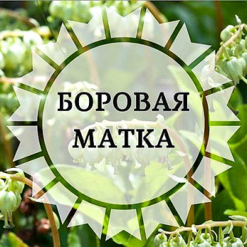 Obrázek : Vepřová děloha - EKO blog