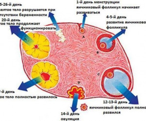 Изображение 1: Желтое тело при ЭКО беременности - ЭКО-блог