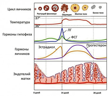 Изображение 3: Желтое тело при ЭКО беременности - ЭКО-блог