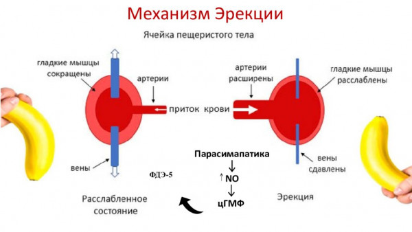 Изображение 4: Нарушение эрекции - ЭКО-блог