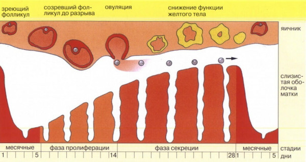 Изображение 2: Эндометрий - ЭКО-блог