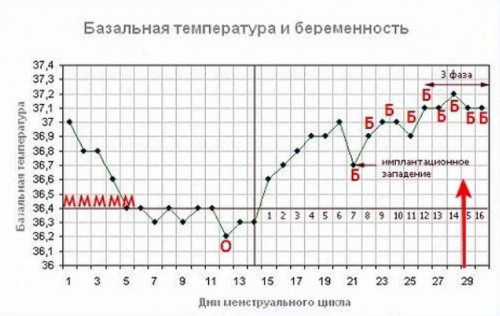 Изображение 4: Базальная температура при овуляции - ЭКО-блог