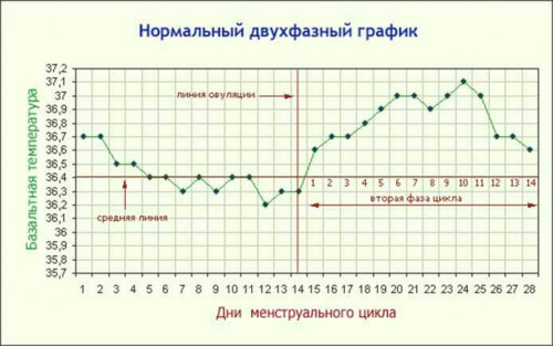Изображение 1: Базальная температура при овуляции - ЭКО-блог