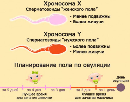 Изображение 3: Как забеременеть девочкой - ЭКО-блог