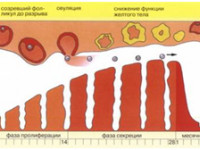 Изображение 2: Нарушение менструального цикла - ЭКО-блог