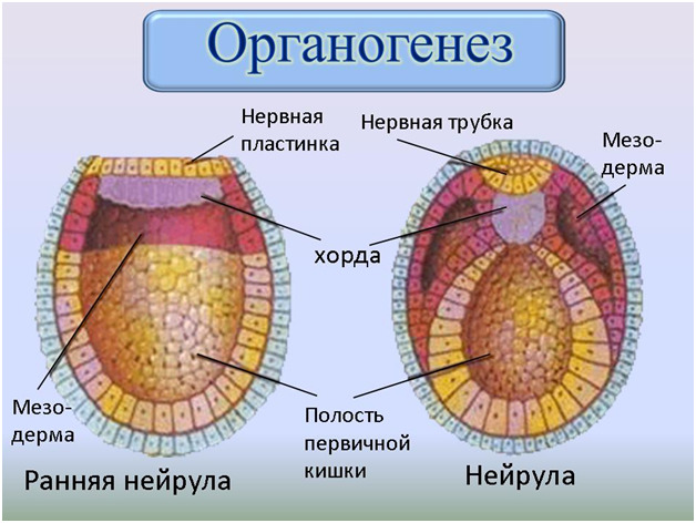 Изображение 3: 4 неделя беременности - ЭКО-блог