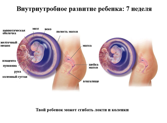 Изображение 3: 7 неделя беременности - ЭКО-блог