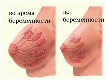 Изображение 2: 25 неделя беременности - ЭКО-блог