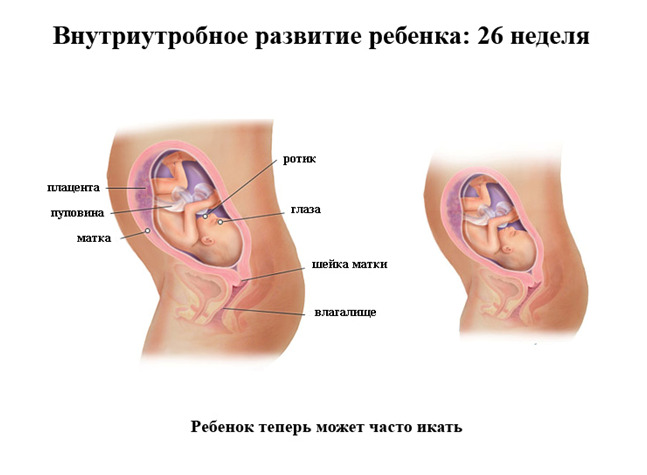Изображение 2: 26 неделя беременности - ЭКО-блог