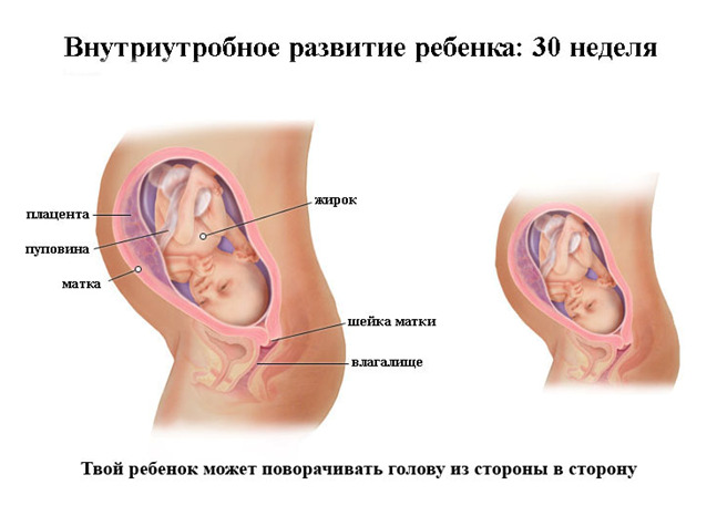 Изображение 2: 30 неделя беременности - ЭКО-блог